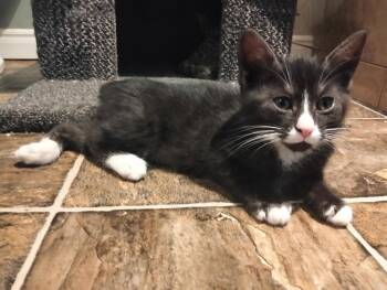 Tuxedo Cats Available for Adoption - Coraline | PetCurious