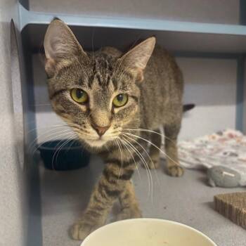 Carlos -  Domestic Short Hair Cat for Adoption in Marshalltown, Iowa - Carlos | PetCurious