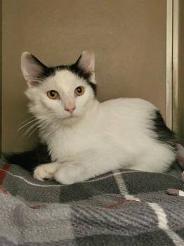 PERRY -  Domestic Long Hair Cat for Adoption in Clyde, North Carolina - PERRY | PetCurious