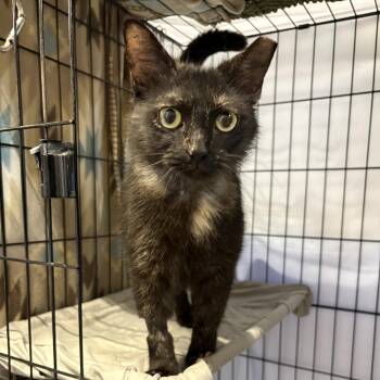 Tortoiseshell Cats Available for Adoption - Jasmine | PetCurious