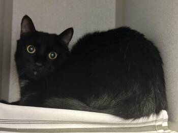 Lindt -  Domestic Short Hair Cat for Adoption in New York, New York - Lindt | PetCurious