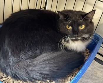 Valerie -  Domestic Short Hair Cat for Adoption in Windsor, Connecticut - Valerie | PetCurious