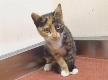KYRIE -  Domestic Short Hair Cat for Adoption in Sacramento, California - KYRIE | PetCurious