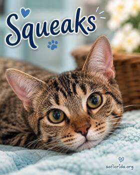 Squeaks -  Tabby and Domestic Short Hair Cat for Adoption in Pensacola, Florida - Squeaks | PetCurious