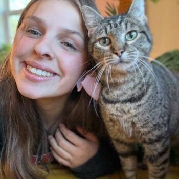Faith the Love Bug -  Tabby and Domestic Short Hair Cat for Adoption in Friendswood, Texas - Faith The Love Bug | PetCurious