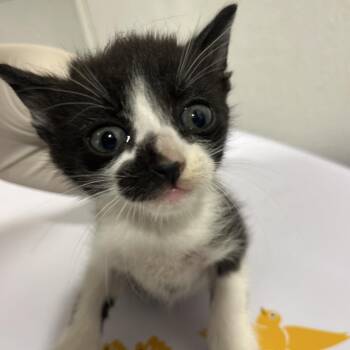 Mochi -  Domestic Short Hair Cat for Adoption in Tampa, Florida - Mochi | PetCurious