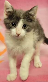 Rescue Domestic Short Hair Cats for Adoption in Eugene, Oregon - Bagel | PetCurious