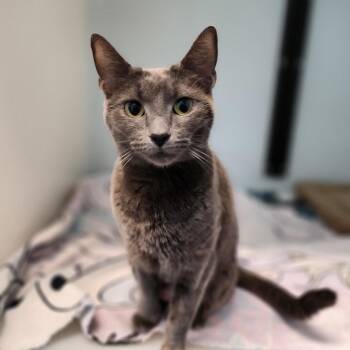 Domestic Short Hair Cats Available for Adoption in Gloucester, Virginia - Rue | PetCurious