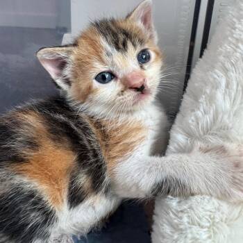 Domestic Short Hair Cats Available for Adoption in Austin, Texas - Meenie | PetCurious