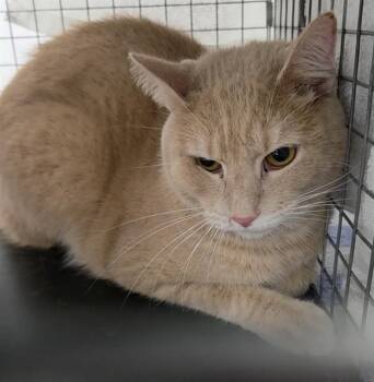 BAYWATCH -  Domestic Short Hair Cat for Adoption in Fort Lauderdale, Florida - BAYWATCH | PetCurious