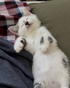 Rescue Domestic Short Hair Cats for Adoption in San Francisco, California - Tofu (bonded With Sesame) | PetCurious