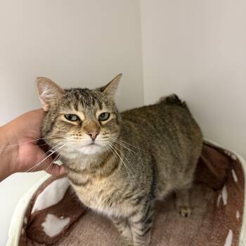 Rescue American Bobtail Cats for Adoption in Newport Beach, California - Bunny | PetCurious
