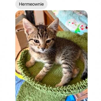 Hermeowie -  Domestic Short Hair Cat for Adoption in Fayetteville, Georgia - Hermeowie | PetCurious