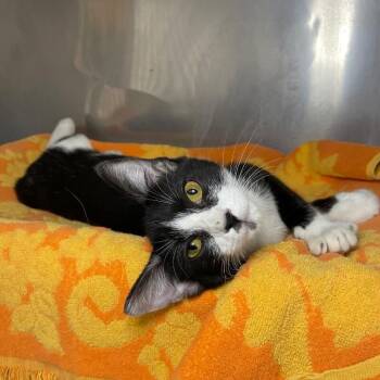 Josette -  Domestic Short Hair Cat for Adoption in Roanoke, Virginia - Josette | PetCurious