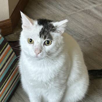 Rescue Domestic Short Hair Cats for Adoption in Rice, Minnesota - BB | PetCurious