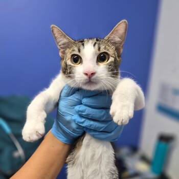 Musubi -  Domestic Short Hair Cat for Adoption in Wahiawa, Hawaii - Musubi | PetCurious