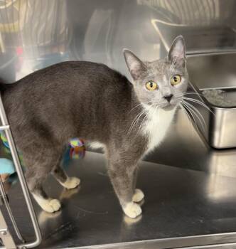 Camry -  Russian Blue and Domestic Short Hair Cat for Adoption in Montville, New Jersey - Camry | PetCurious