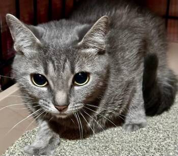 Daisy Mae -  Domestic Short Hair Cat for Adoption in Ferndale, Michigan - Daisy Mae | PetCurious