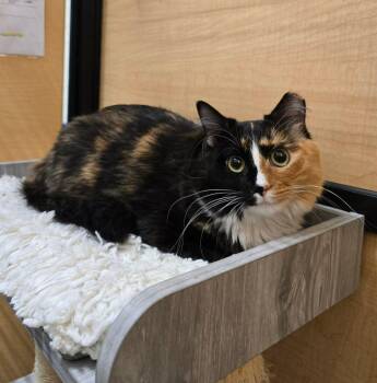 Calico and Domestic Long Hair Cats Available for Adoption in Warr Acres, Oklahoma - Liz | PetCurious