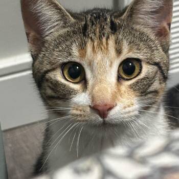 Domestic Short Hair Cats Available for Adoption - Mitzy | PetCurious
