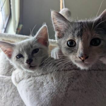 Draco -  Domestic Short Hair Cat for Adoption in Hinesville, Georgia - Draco | PetCurious
