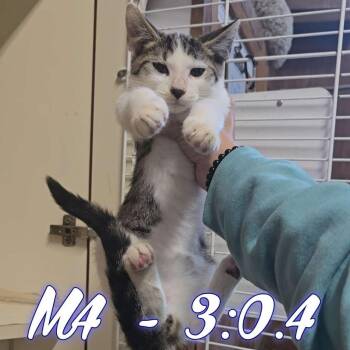 Wilky Twycross -  Domestic Short Hair Cat for Adoption in Hillsboro, Ohio - Wilky Twycross | PetCurious