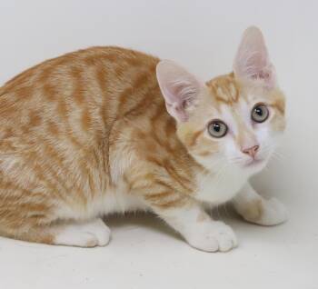 Harry is a joyful goofball - BARBADOS KITTEN - VIDEO - adores hi -  Tabby and Bengal Cat for Adoption in Bedford Hills, New York - Harry Is A Joyful Goofball - BARBADOS KITTEN - VIDEO - Adores Hi | PetCurious