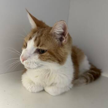 Cinna -  Domestic Short Hair Cat for Adoption in Uniontown, Pennsylvania - Cinna | PetCurious