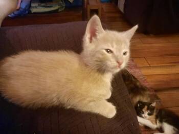 Nougat -  Domestic Short Hair Cat for Adoption in Hamilton, Ohio - Nougat | PetCurious