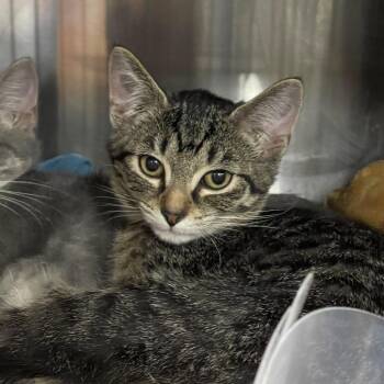 Wrath -  Domestic Short Hair Cat for Adoption in Mentor, Ohio - Wrath | PetCurious