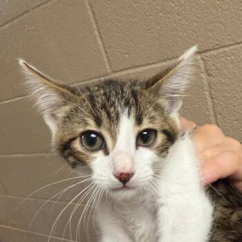 Rita -  Domestic Short Hair Cat for Adoption in Stillwater, Oklahoma - Rita | PetCurious