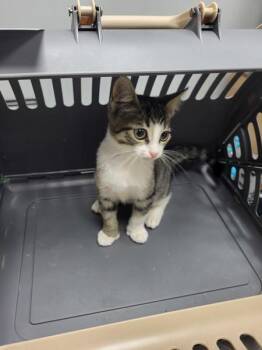 If-05 -  Domestic Short Hair Cat for Adoption in Lawrenceville, Georgia - If-05 | PetCurious