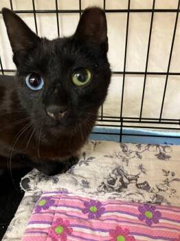 Domestic Short Hair Cats Available for Adoption - Chromeo | PetCurious