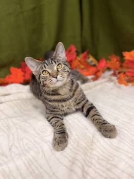 Rescue Domestic Short Hair Cats for Adoption in Upper Sandusky, Ohio - Wybie | PetCurious