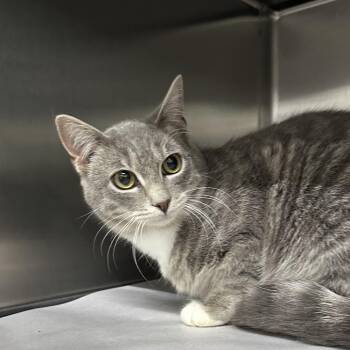 Domestic Short Hair Cats Available for Adoption in Corbin, Kentucky - Harriett | PetCurious