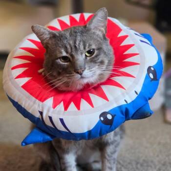 Nico -  Domestic Short Hair Cat for Adoption in Lewisville, Texas - Nico | PetCurious