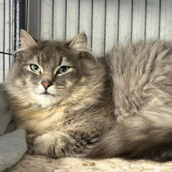 Pisces -  Domestic Medium Hair Cat Available for Adoption in Puslinch, Ontario - Pisces | PetCurious