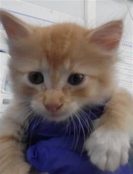 Rescue Domestic Short Hair Cats for Adoption in Dallas, Texas - GASTON | PetCurious