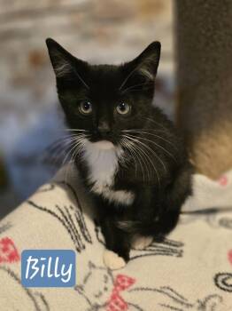 Domestic Short Hair Cats Available for Adoption in Metamora, Illinois - Billy | PetCurious