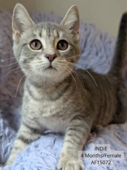 Indie -  Domestic Short Hair Cat for Adoption - Indie | PetCurious