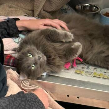 Domestic Long Hair Cats Available for Adoption in Pittsburgh, Pennsylvania - Karma | PetCurious