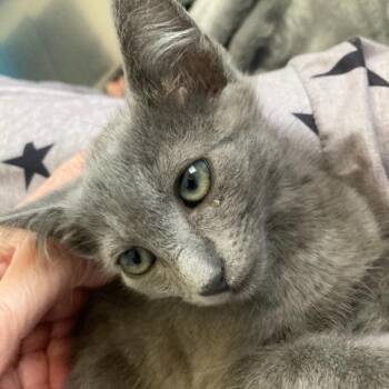 Peanut Butter -  Domestic Medium Hair Cat for Adoption in Riverside, California - Peanut Butter | PetCurious