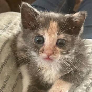 Piper -  Domestic Short Hair Cat for Adoption in Westminster, California - Piper | PetCurious