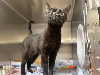 BABYCAKES -  Domestic Short Hair Cat for Adoption in Fort Wayne, Indiana - BABYCAKES | PetCurious