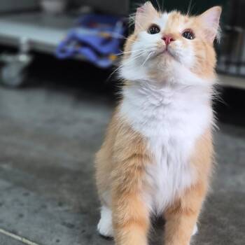 Hulk -  Domestic Medium Hair Cat for Adoption in Bismarck, North Dakota - Hulk | PetCurious