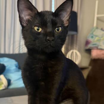 Olive -  Domestic Short Hair Cat for Adoption in Liverpool, Texas - Olive | PetCurious
