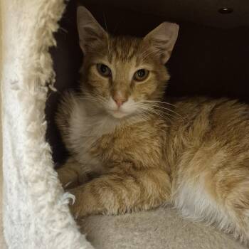 Domestic Short Hair Cats Available for Adoption in Schertz, Texas - Fish Taco | PetCurious