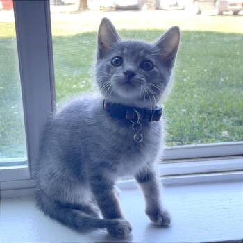 Sticky -  Domestic Short Hair Cat Available for Adoption in Wichita, Kansas - Sticky | PetCurious