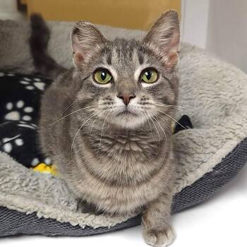 Domestic Short Hair Cats Available for Adoption - Quail | PetCurious