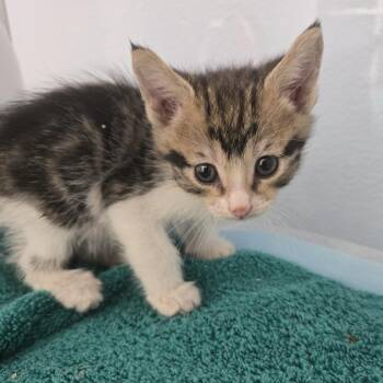 Meowth -  Domestic Short Hair Cat for Adoption in Desert Hot Springs, California - Meowth | PetCurious